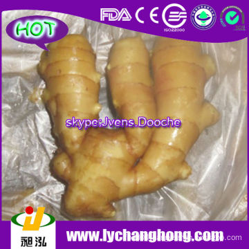 Fresh Ginger For United Kingdom Market